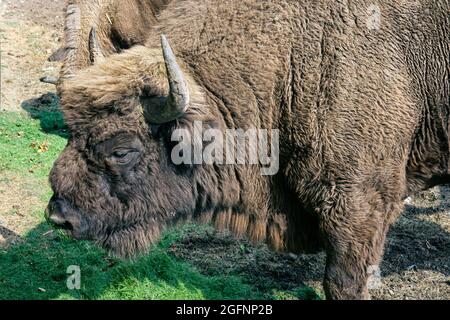 Pâturage du bison sur les plaines Banque D'Images
