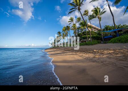 Tôt le matin, le soleil peint les palmiers luxuriants et le feuillage dense sur la plage Ka'anapali à Lahaina, Maui, Hawaii. Banque D'Images