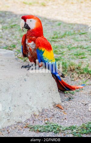 La macaw scarlet Ara macao , oiseau national de Hinduras, est en ruine dans le parc archéologique de Copan, au Honduras Banque D'Images