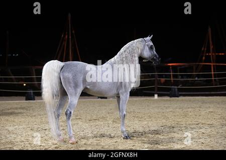 Chevaux arabes purs - QATAR Banque D'Images