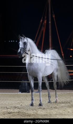 Chevaux arabes purs - QATAR Banque D'Images