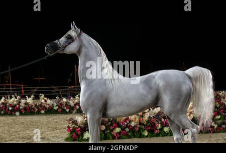 Chevaux arabes purs - QATAR Banque D'Images