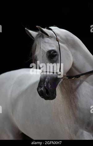 Chevaux arabes purs - QATAR Banque D'Images