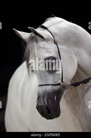 Chevaux arabes purs - QATAR Banque D'Images