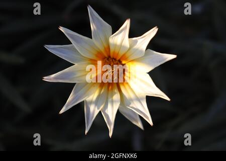 Fleur égyptienne, ASSOUAN, ÉGYPTE Banque D'Images