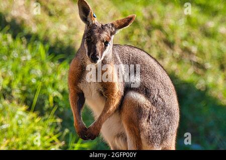 Gros plan d'un wallaby de roche à pieds jaunes assis sur l'herbe et regardant loin au soleil Banque D'Images