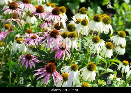 Echinacea fleurit dans le jardin. Angle de vue élevé. Banque D'Images