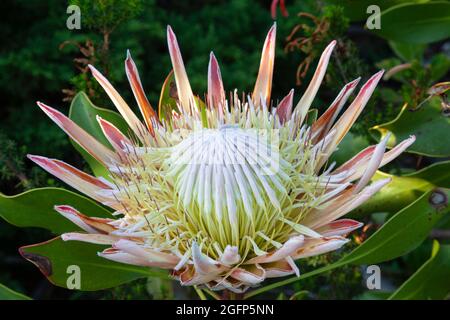 King Protea ou Giant Protea (Protea cynaroides) Bottriver, Western Cape, Afrique du Sud Banque D'Images