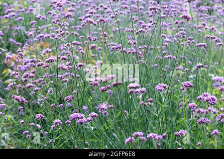 Les fleurs de Verbena violettes fleurissent dans le jardin botanique. Banque D'Images