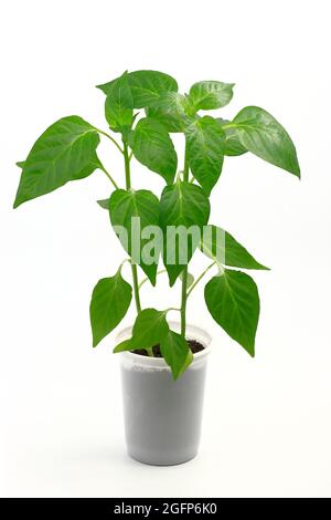 Plantule de poivre isolée sur fond blanc. Semis de jeunes poivrons pour la transplantation. Agriculture, culture végétale. Banque D'Images