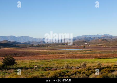 Vue sur les vignobles de Robertson Wine Valley près de McGregor avec vue sur les montagnes de Langeberg, Western Cape Winelands, Afrique du Sud Banque D'Images