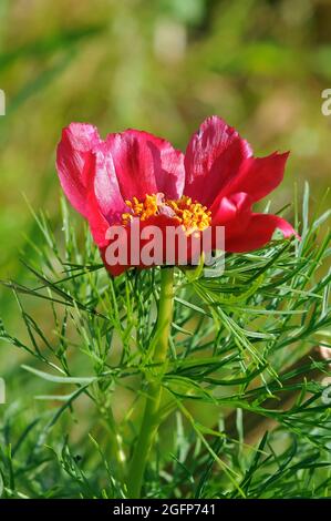 pivoine à fougères, Paeonia tenuifolia, keleti bazsarózsa, Hongrie, Magyarország, Europe, elle est très protégée en Hongrie. Banque D'Images