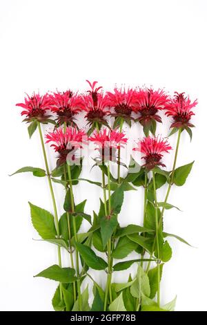 Fleurs de bergamote sur fond blanc, utilisées comme aromatisant pour le thé et comme plante médicinale dans le traitement. Banque D'Images