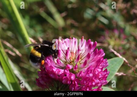 L'insecte Bumblebee recueille le pollen et le nectar sur le trèfle rouge, macro gros plan. Banque D'Images