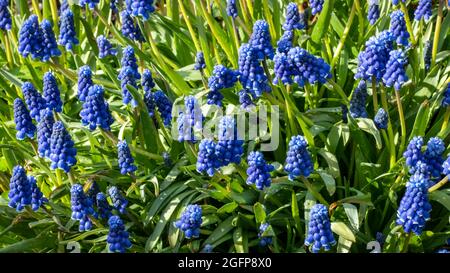 Muscari armeniacum beau bleu fleurs photo de qualité. Banque D'Images