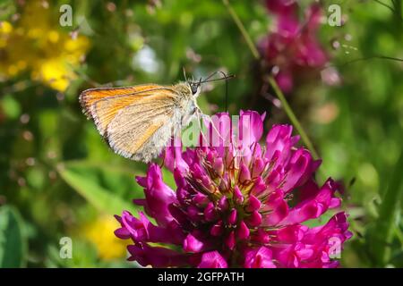 Magnifique papillon sur un trèfle rouge, gros plan macro. Superbe arrière-plan pour le design et le bureau. Banque D'Images