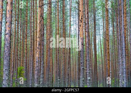 Grands pins dans l'Oural du sud. Banque D'Images