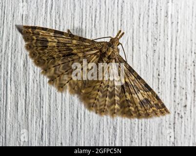 Alucita hexadactyla la vingt papillon avec des ailes étirées Banque D'Images
