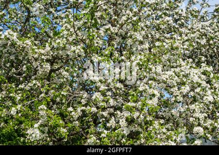 Pommier en fleur au printemps, magnifique paysage de printemps. Banque D'Images