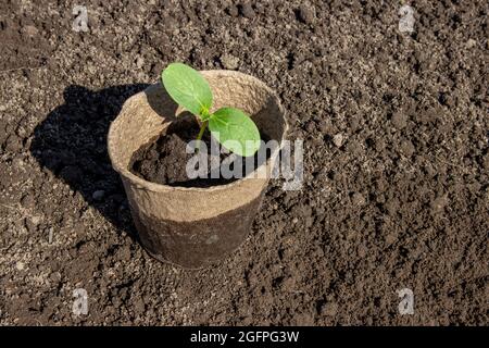 Semis de concombre dans une tourbière, en gros plan sur le fond du sol. Banque D'Images