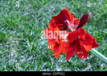 Fleur d'amaryllis rouge en gros plan sur fond vert. Banque D'Images