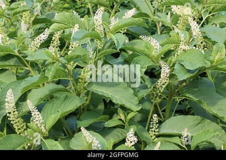 Fleurs de baies de Lakonos aux fleurs blanches, gros plan. Banque D'Images