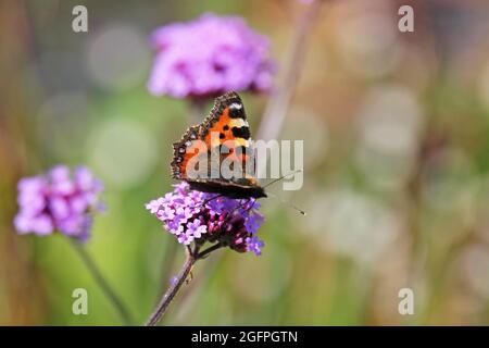 Papillon amiral rouge sur une fleur rose / pourpre Banque D'Images