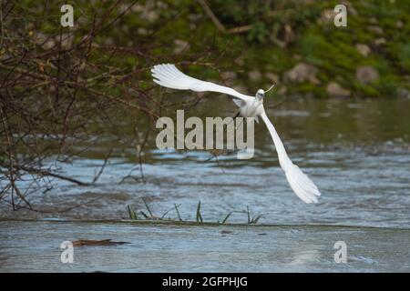 Aigrette garzette en vol Banque D'Images