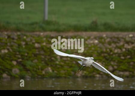 Aigrette garzette en vol Banque D'Images