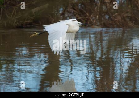 Aigrette garzette en vol Banque D'Images