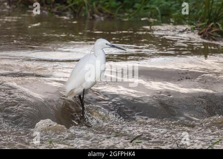 Petit Egret sur le déversoir inondé Banque D'Images