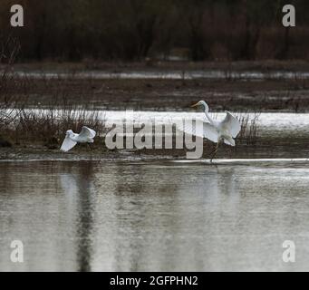 Great White Egret flush un peu Egret Banque D'Images