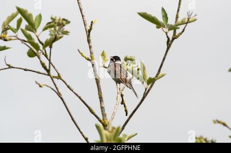 Chant Reed Bunting mâle Banque D'Images