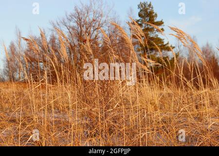 Herbe jaune en gros plan, magnifique paysage d'automne. Banque D'Images