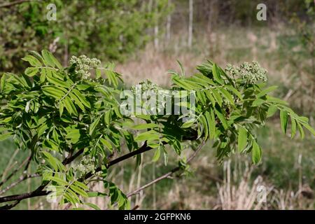 Gros plan sur la branche de rowan dans la forêt. Banque D'Images