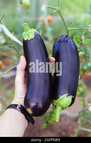 Tient les aubergines en serre à la main. Aubergines à la main Banque D'Images