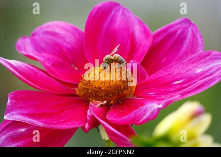 Rose Mignon nuances une fleur de Dahlia avec ses pétales de Fuchsia rose vif attire une abeille qui a atterri sur le Centre jaune pour polliniser Banque D'Images