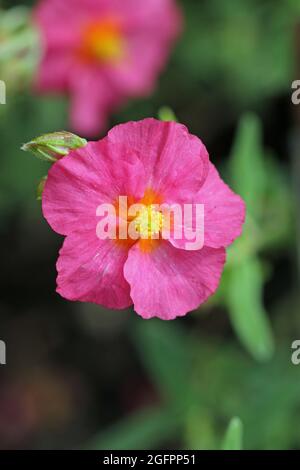 Rose rocheuse, variété Helianthemum Sudbury Gem, fleurit en gros plan avec un bourgeon adjacent et un fond flou de feuilles. Banque D'Images