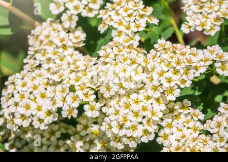 Arbustes à fleurs au printemps. Fleurs blanches délicates sur une branche avec des feuilles vertes juteuses en gros plan. Crataegus, communément appelé hawthorn, quickth Banque D'Images