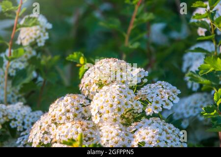 Arbustes à fleurs au printemps. Fleurs blanches délicates sur une branche avec des feuilles vertes juteuses en gros plan. Crataegus, communément appelé hawthorn, quickth Banque D'Images