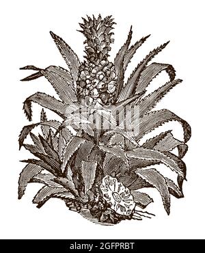 Plante d'ananas avec fruits. Illustration après une gravure antique du XIXe siècle Illustration de Vecteur