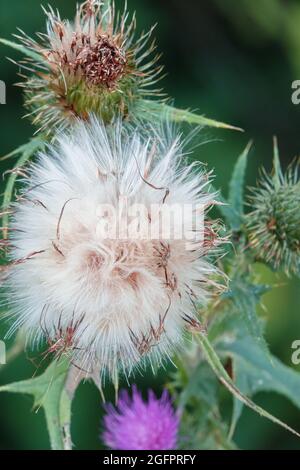 Gros plan de belles têtes de fleurs de graines moelleuses sur le Musk Thistle (Carduus nutans) en pleine croissance sauvage sur les Chalklands de la plaine de Salisbury, Wiltshire Banque D'Images