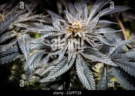 De belles plantes médicinales de cannabis en macro shot avec de beaux trichomes à l'état de floraison. Banque D'Images