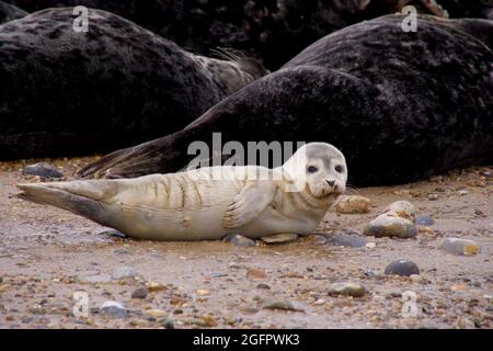 Phoque gris pupe (Halichoerus grypus), sur la plage de Horsey Gap, Norfolk, Royaume-Uni Banque D'Images