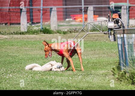 chien de compagnie pharaon qui attrape une allure lors d'une compétition de course Banque D'Images