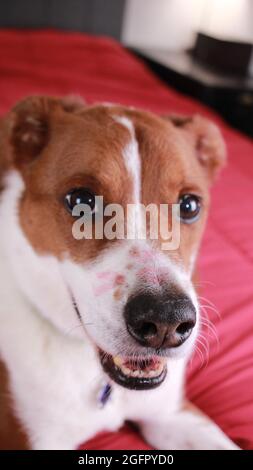 chien avec rouge à lèvres sur le visage Banque D'Images