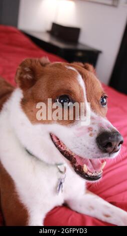 chien avec rouge à lèvres sur le visage Banque D'Images