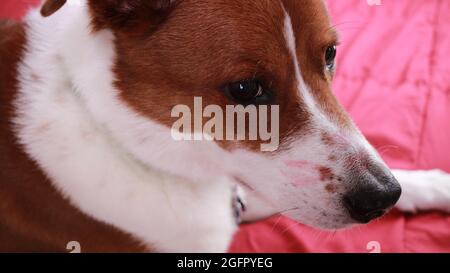 chien avec rouge à lèvres sur le visage Banque D'Images