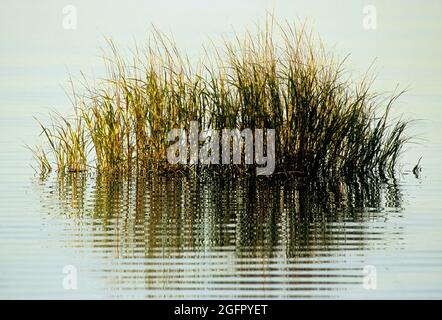 Herbes Spartina. Spartina alterniflora. Jamaïque Bay, porte. Les herbes de Spartina dans un marais salin sont capables de prospérer dans un environnement d'eau salée. Banque D'Images