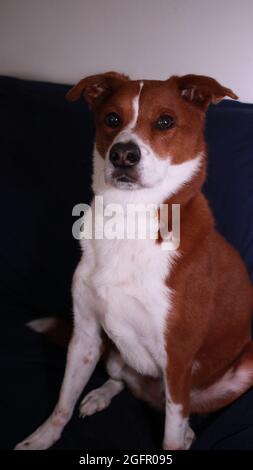 Chien allongé sur un canapé bleu Banque D'Images